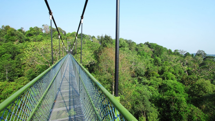 ลองวัดใจด้วยการเดินเหนือยอดไม้ไปตามเส้นทางเดินป่า Macritchie Nature Trail & Reservoir Park