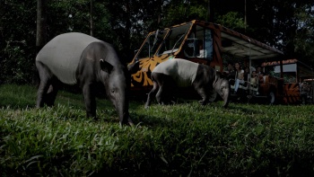 ขึ้นรถราง Tram Safari ที่ Night Safari Singapore