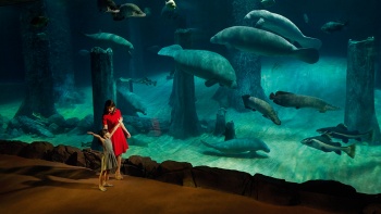 ฝูงพะยูนแมนนาทีในพิพิธภัณฑ์สัตว์น้ำจืดที่ใหญ่ที่สุดใน River Safari สิงคโปร์