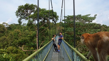 ภาพมุมกว้างของคู่รักที่อยู่บน TreeTop Walk ที่ MacRitchie Reservoir โดยมีลิงอยู่ด้านหน้า