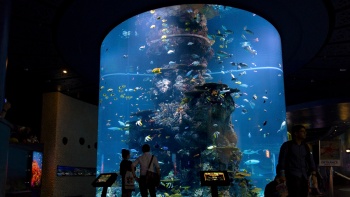 ข้อความสำรอง: ภาพมุมกว้างของตู้ปลาที่พิพิธภัณฑ์สัตว์น้ำ S.E.A. Aquarium™ 