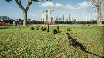Tips for Sustainable Travel in Singapore