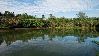 Hình ảnh Hồ Thiên nga tại Vườn Bách thảo Singapore (Botanic Gardens).