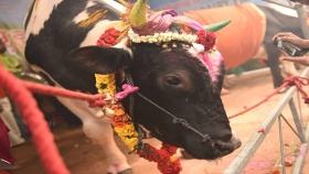 Trang trại chăn nuôi gia súc