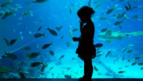 Từ những chú cá mập nguy hiểm cho đến các loài sinh vật đang có nguy cơ tuyệt chủng, thủy cung S.E.A. Aquarium ở Singapore mang đến cho mọi người sự thích thú mà không nơi đâu có được.