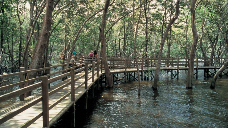 Hình chụp góc rộng lối đi lót ván ở Khu bảo tồn đầm lầy Sungei Buloh 