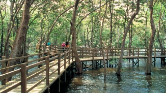 Hình chụp góc rộng lối đi lót ván ở Khu bảo tồn đầm lầy Sungei Buloh 