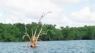 Hình chụp góc rộng một cái cây ngập dưới nước ở Pulau Ubin. Hình ảnh chụp bởi Walter Lim qua Foter.com 