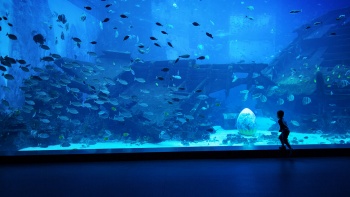 Trưng bày sinh vật biển tại Thủy cung S.E.A. Aquarium™ ở Resorts World™ Sentosa.
