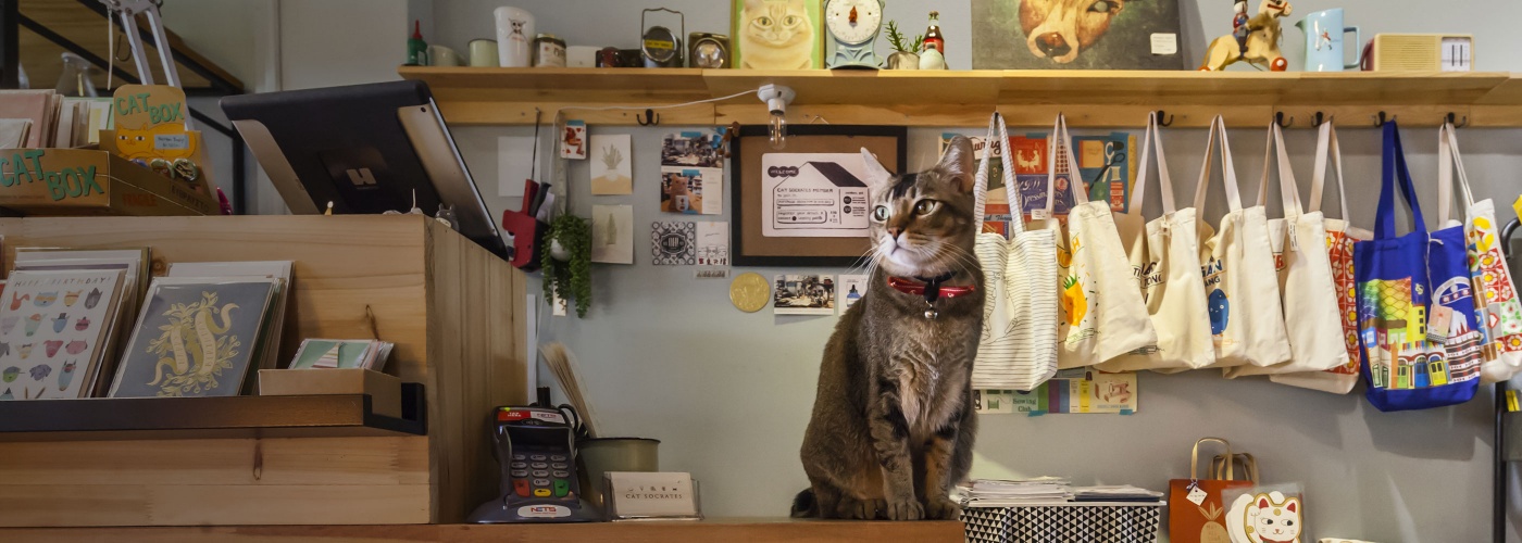 Một chú mèo nằm trên quầy tính tiền trong cửa hàng