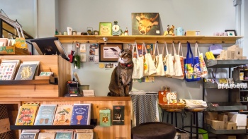 Interior of Cat Socrates and shop cat in middle of picture